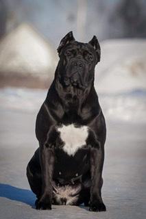 CANE MYGLORY CERRUTI