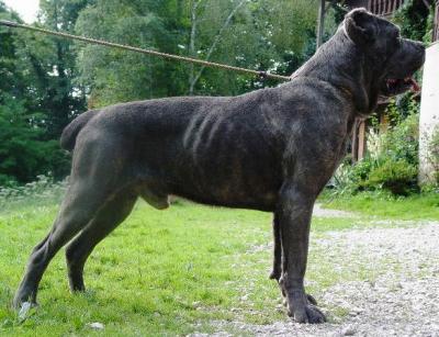 VICTOR BAILANDO CON LOBOS