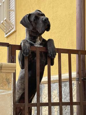 CHICCO