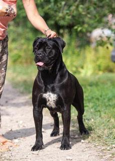 FORTIS FORTUNA VALIDI AMBITSYA FOR CANE MYGLORY