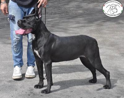 DOLLY DELLA COLLINA DEL CORSO