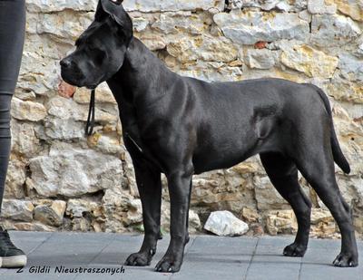 JILL Z GILDII NIEUSTRASZONYCH