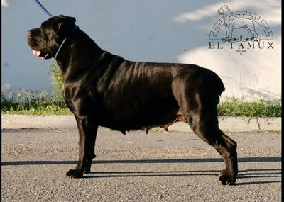 TURQUESSA (ALVARADO)