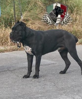 ROCCO (ALVARADO)