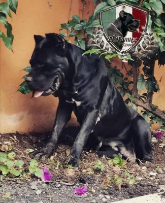 CLEOPATRA (VALDEZ)