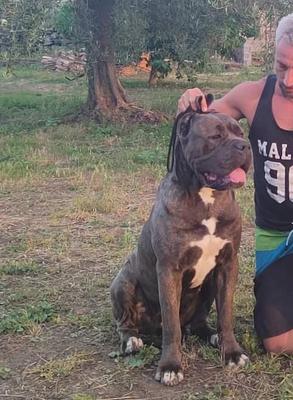 DALILA