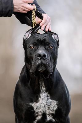 SASHA DEI MOLOSSI ARETUSEI