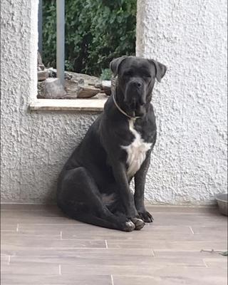 GINEVRA