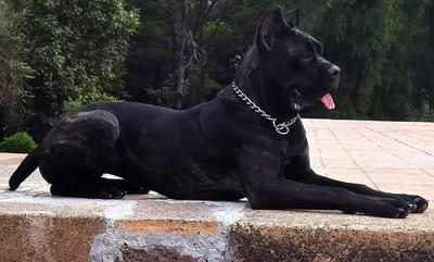 TONKA (SOBERON)