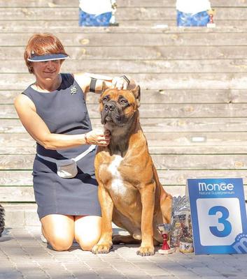 FICO FORTE STING DONO PROVIDENZA
