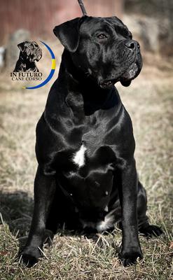 L'UNICO E L'UNICO CANI JABAIRA
