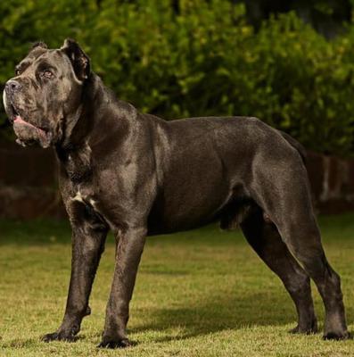 C-IRON GRAN BEL CANE
