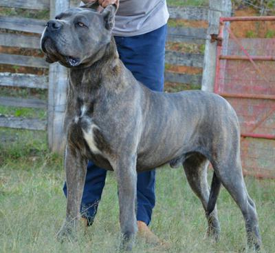 ODIN VILLA DEL CANE
