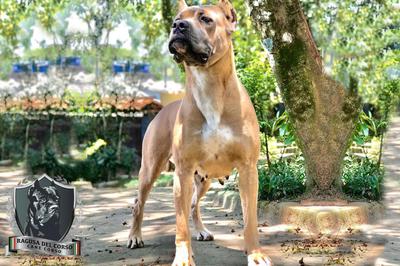 LAIKA VILLA DEL CANE