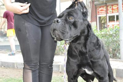 AMADEUS DARWIN CASA DE CANE CORSO