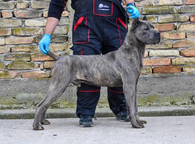 IMMORTALE CORSO DI MUNTEANU