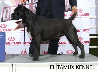 EL TAMUX AGATHA