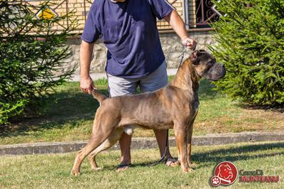 OREV D'URKYA REDWOOD ORIGINAL