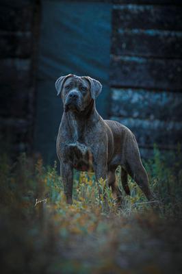 AMORA VILLA DEL CANE