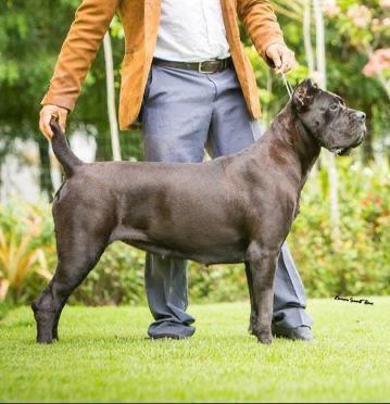 JOLIE CANE DEL VALLE