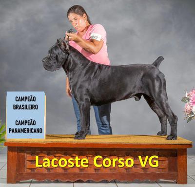 LACOSTE CORSO VG