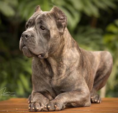 ZETA DI T CANE DOS TALARICO