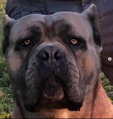 APOLO DI CANE AZUL
