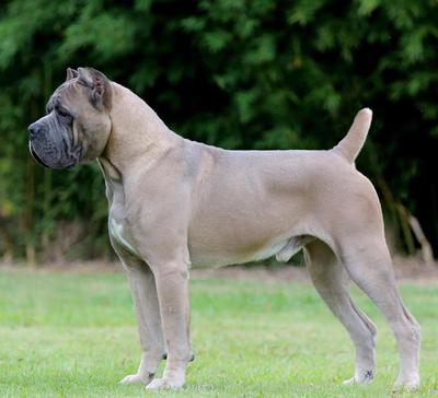 QUINCY DI T CANE DOS TALARICO