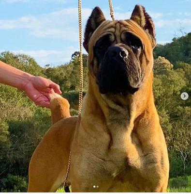 GUTO DI T CANE DOS TALARICO
