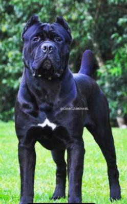 PIERRE DI T CANE DOS TALARICO