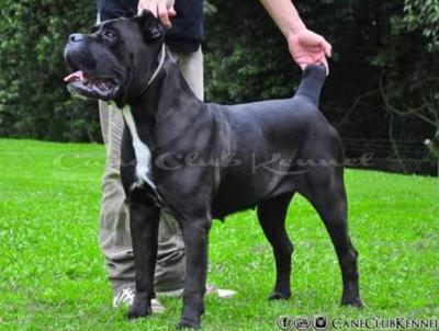 SUMATRA DEL CANE CLUB