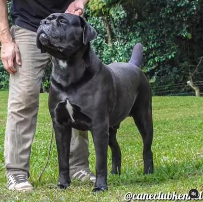 KODA DEL CANE CLUB