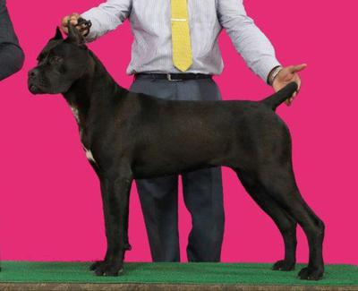 KUBA DEL CANE CLUB