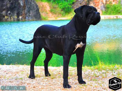YASHA DEL CANE CLUB