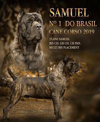 SAMUEL DI T CANE DOS TALARICO