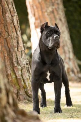 OLIMPIA DI T CANE DOS TALARICO