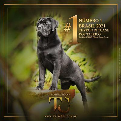 THYRON DI T CANE DOS TALARICO