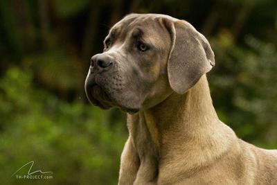 CYBORG BLOND DI T CANE DOS TALARICO