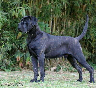 MAX DI T CANE DOS TALARICO
