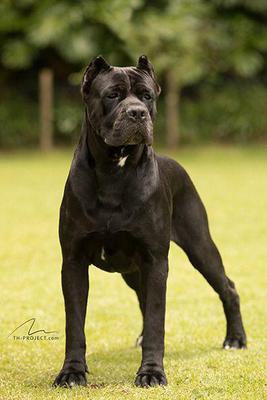 ZEUS DI T CANE DOS TALARICO