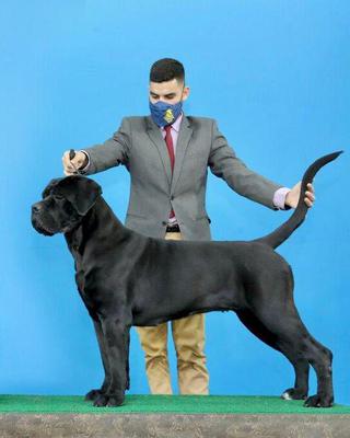 ANDREZA DI T CANE DOS TALARICO
