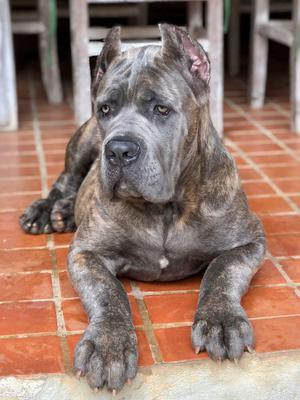 HUGO DI T CANE DOS TALARICO