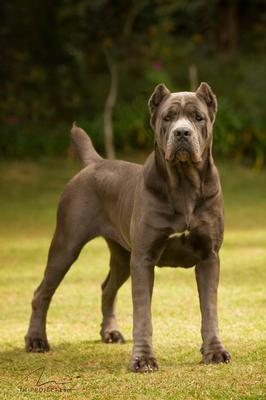 SAFIRA DI T CANE DOS TALARICO