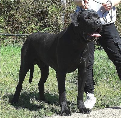 NERONE DELLA VALLE DEI LORD