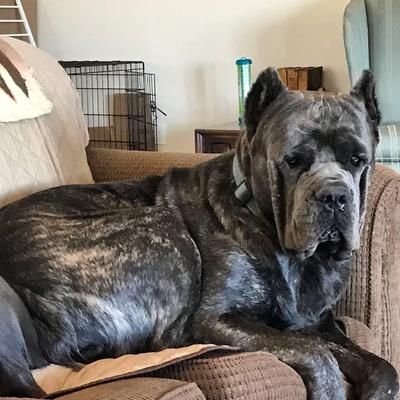 BROWN HAVEN'S PRINCE PERSEUS