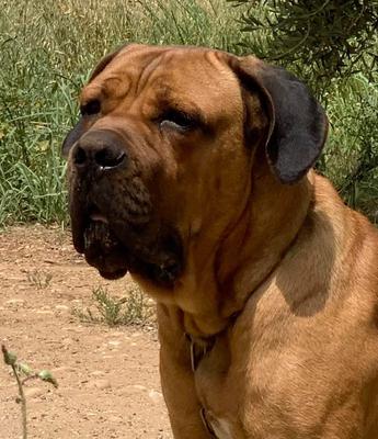 ROCKYDELCANECORSOLUCANO