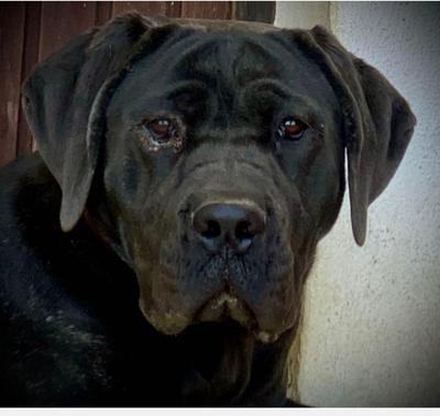 XENA