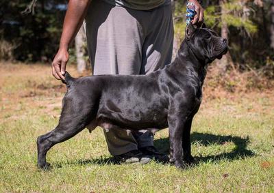 CYPRESS ARROW’S OH BLACK “BETTY”