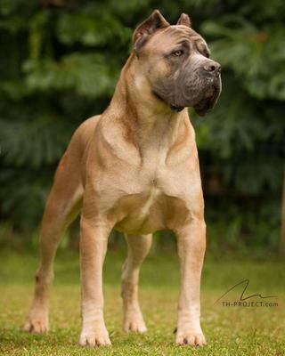 IGNACIO DI T CANE DOS TALARICO
