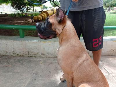 THANUS CANE DOS TALARICO